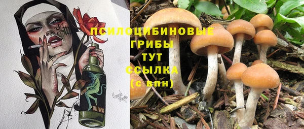 PSILOCYBIN Богородицк